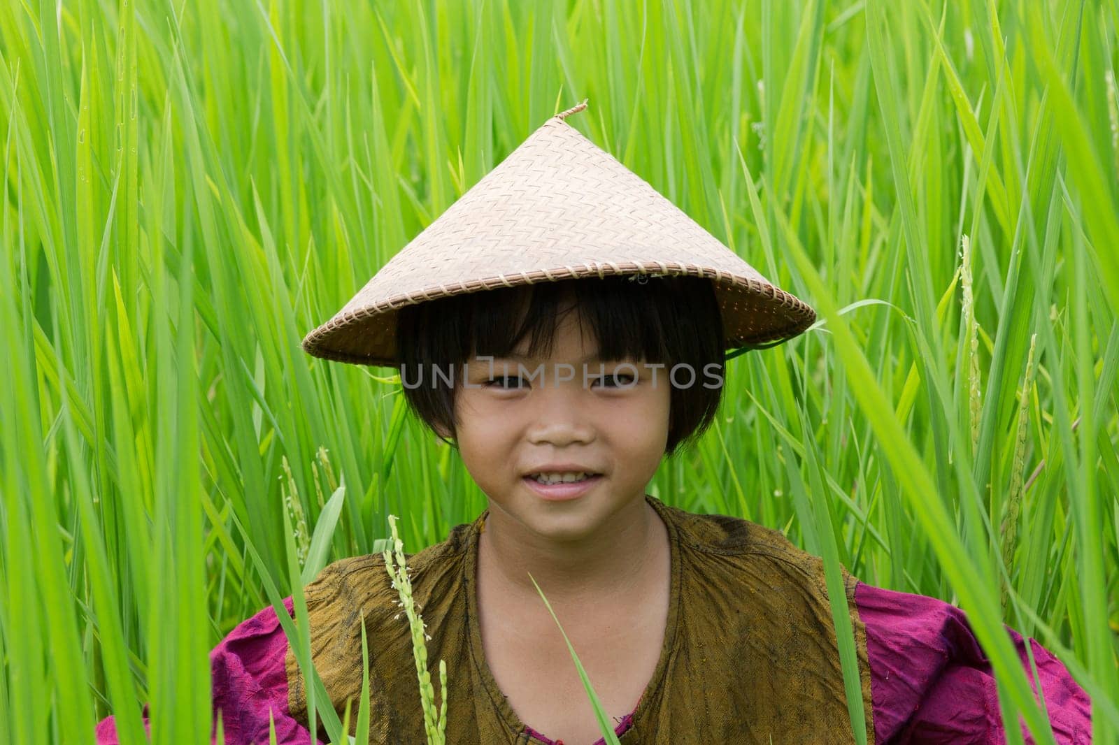 Girl in the rice field,small child in the tall grass