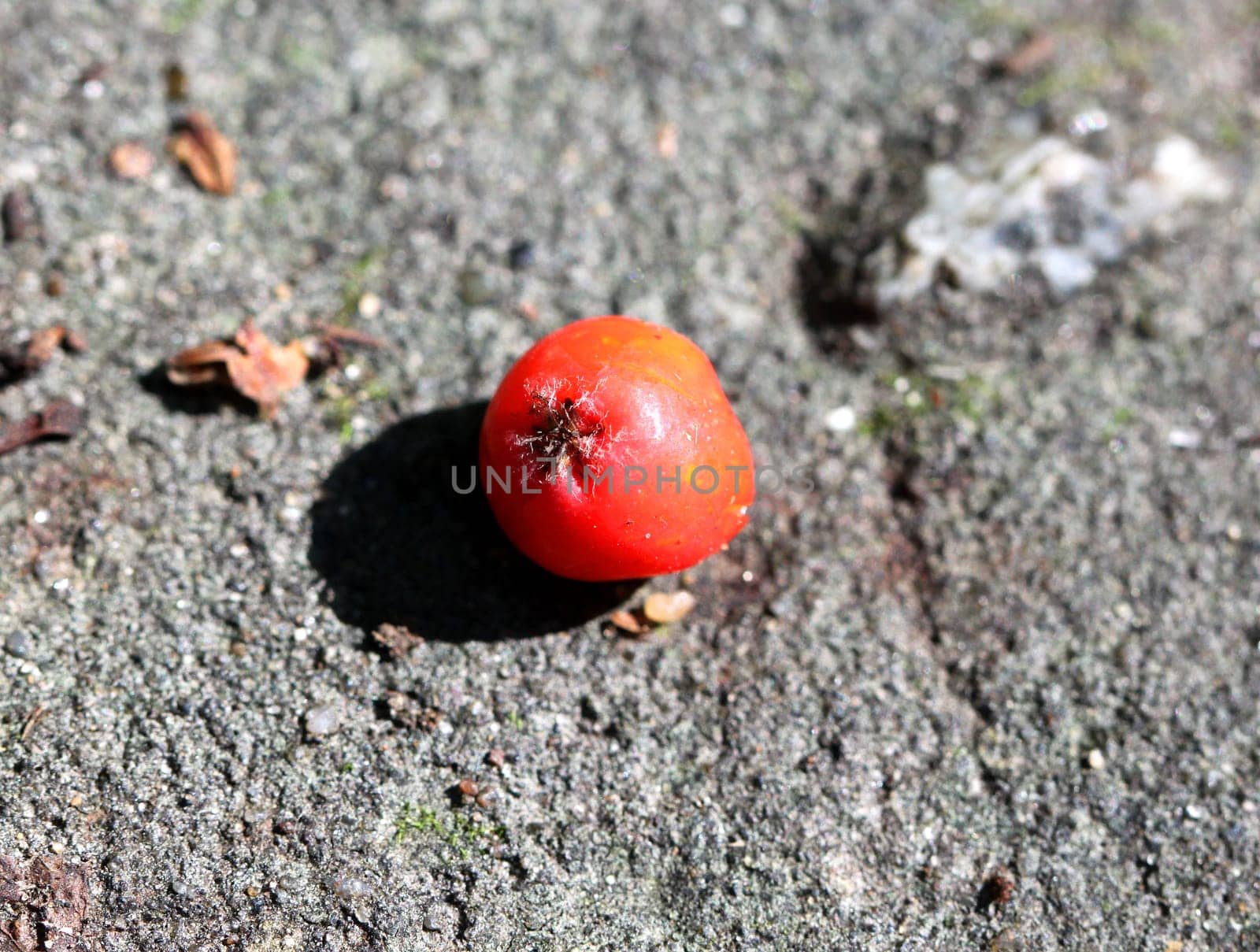 Berry red rose hips