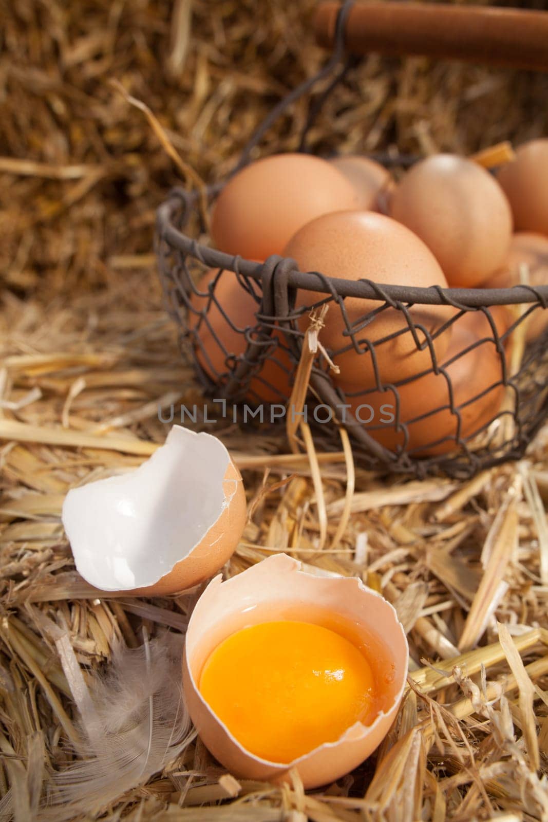 Broken open fresh farm egg with the yellow yolk in one half of the shell on a bed of fresh straw with a wire basket of eggs in the background