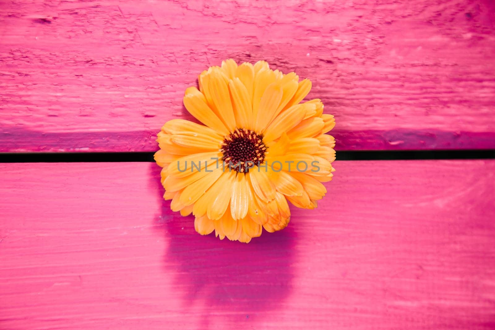 Yellow gerbera flower, symbol of delicacy and distinction, on a wooden table, painted in pink