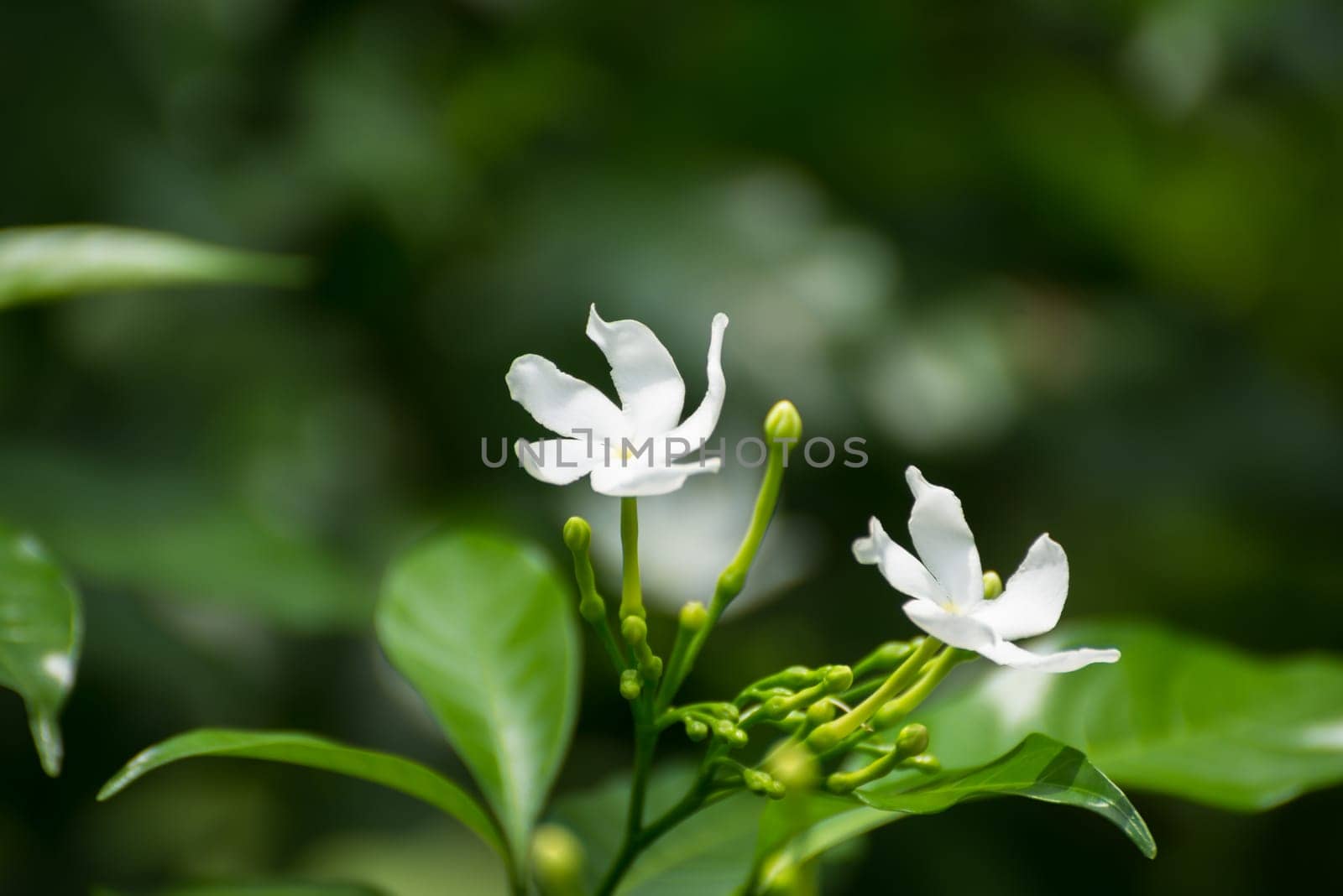 Two Crepe Jasmine flowers blooming in the garden