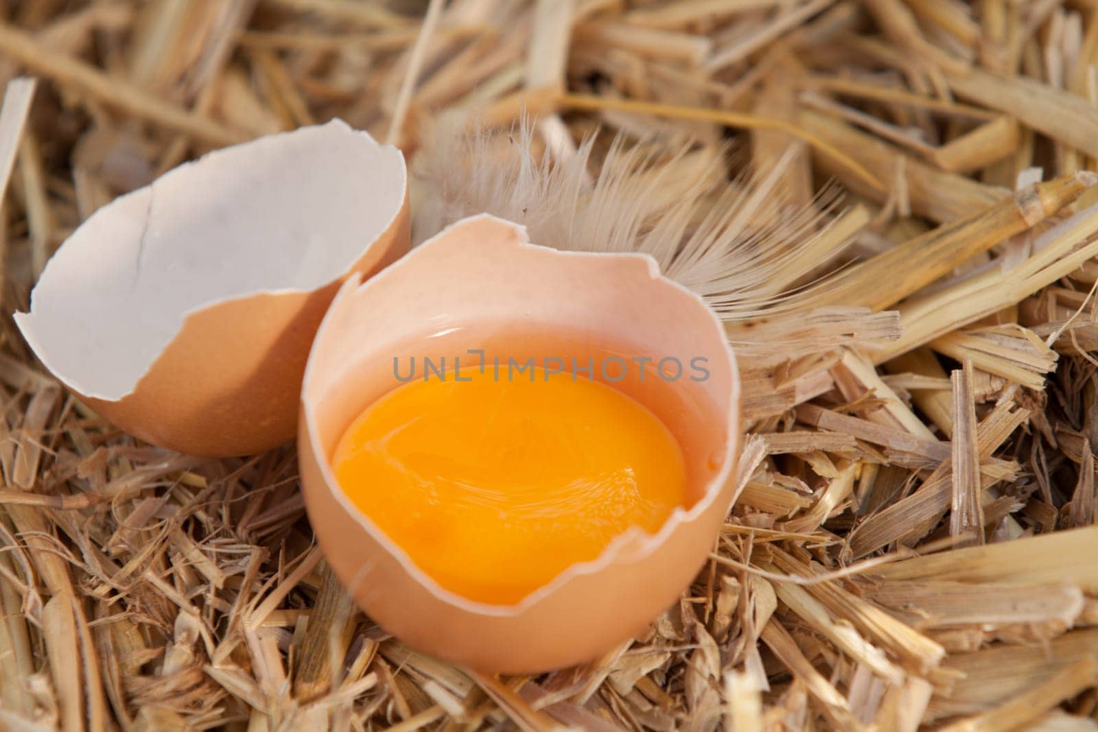 Broken egg on straw with the dark yellow healthy yolk standing in the remnants of the eggshell