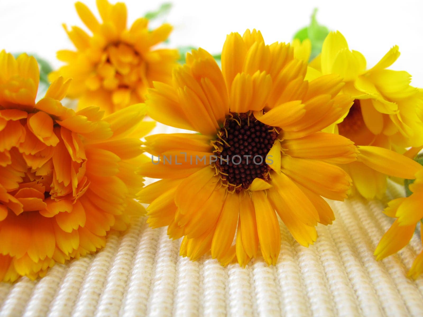 Marigolds
