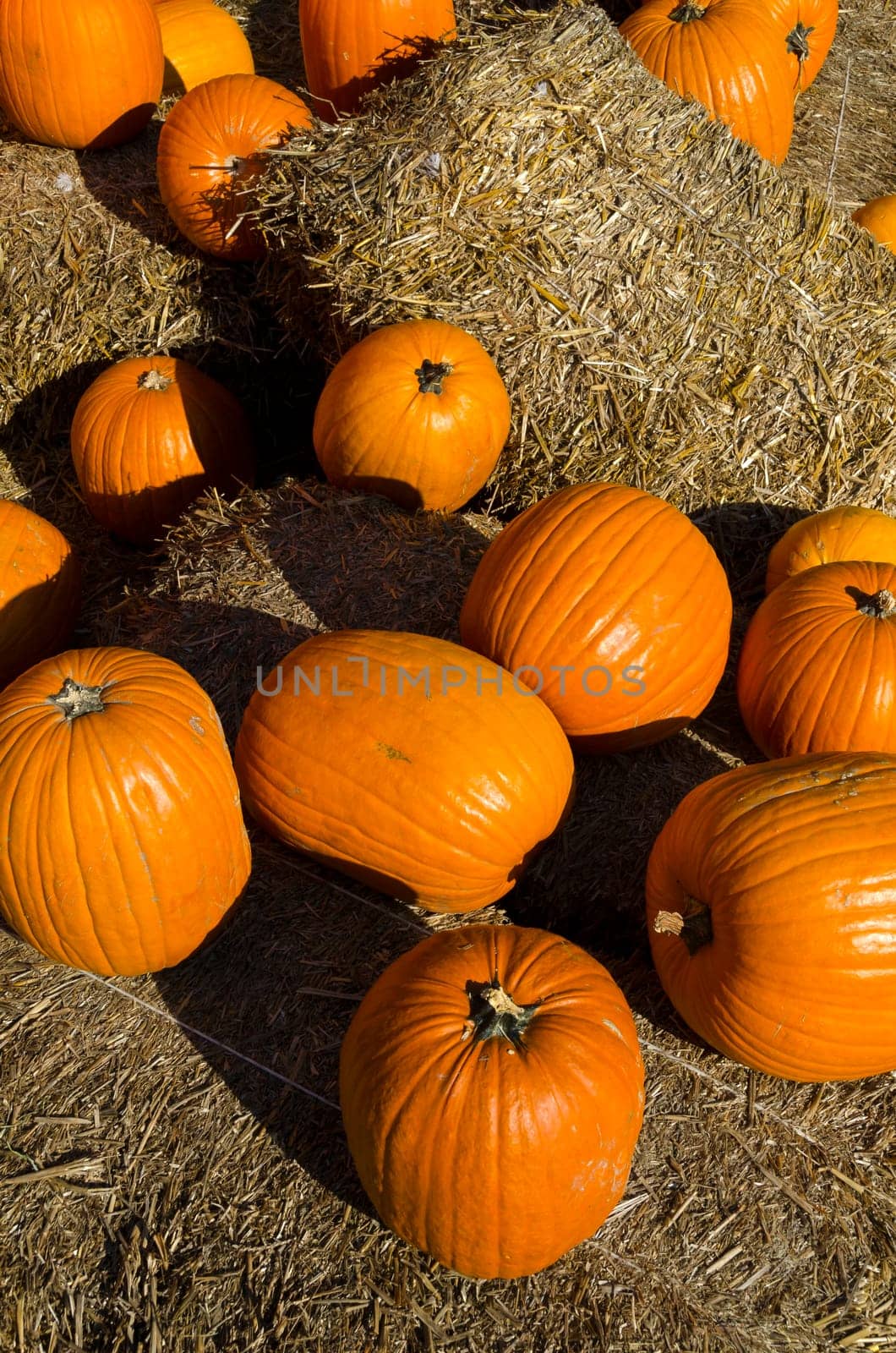 pumpkins and straw for halloween party