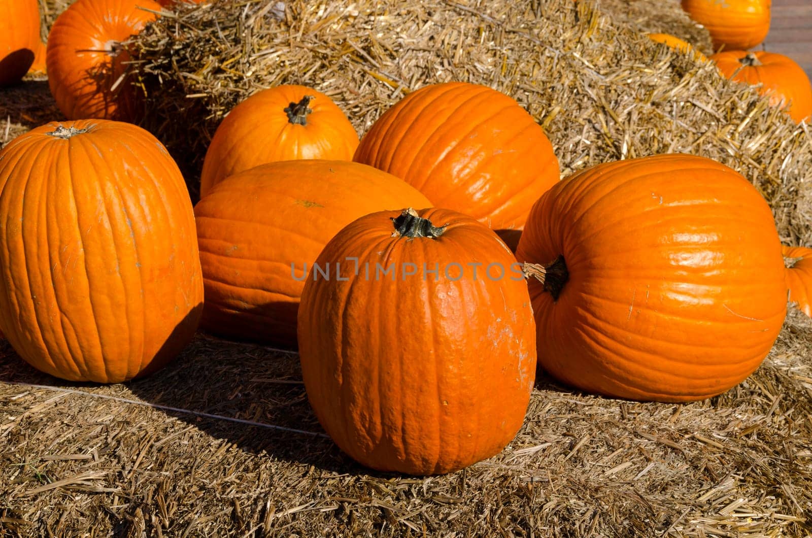 pumpkins and straw for halloween party