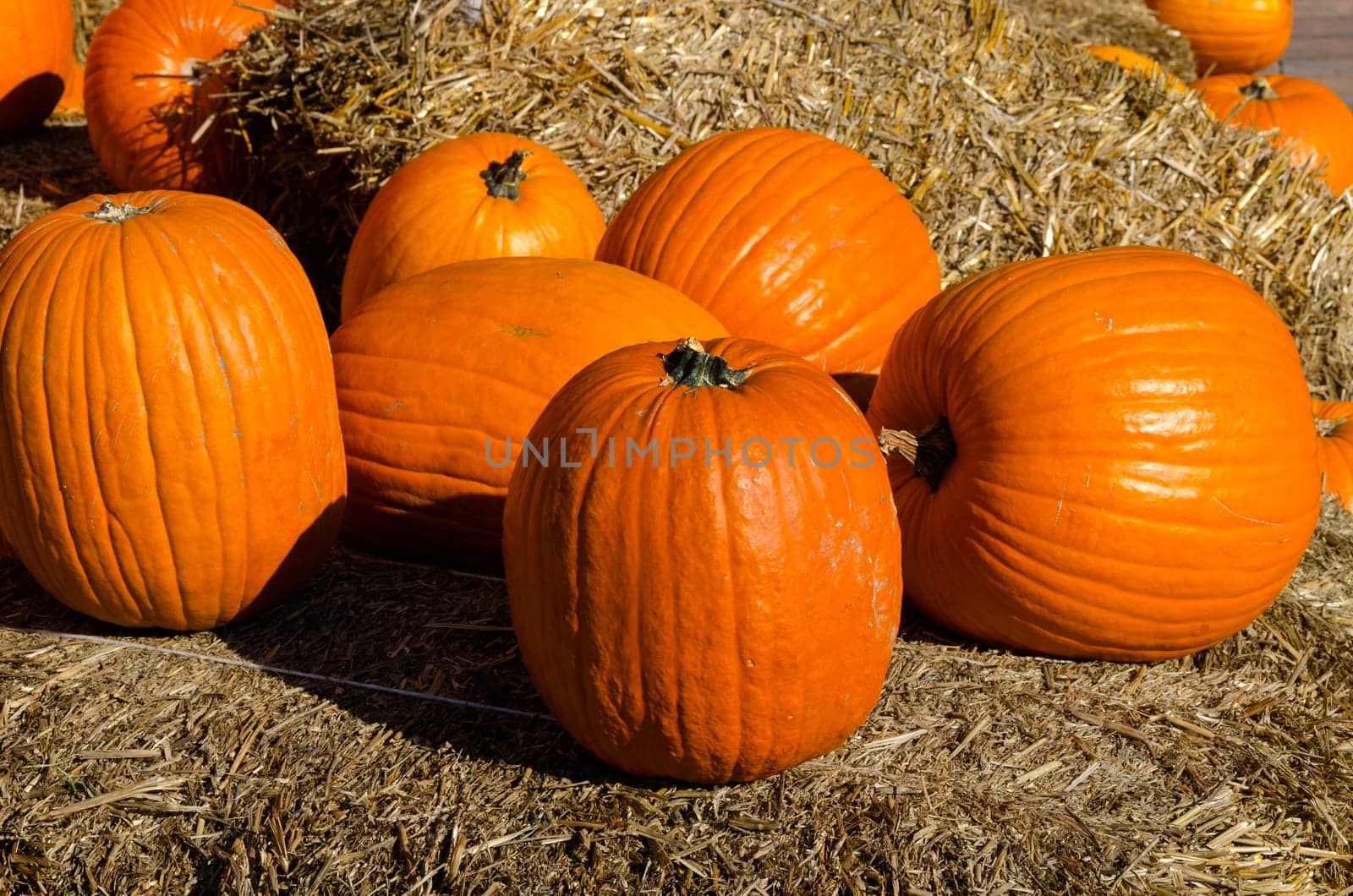 pumpkins and straw for halloween party