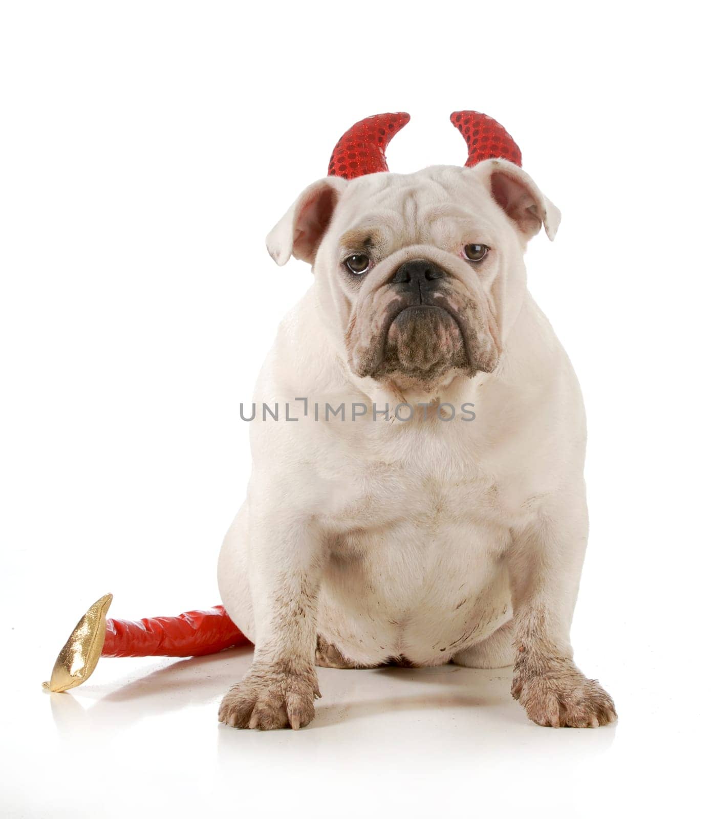 dirty dog - english bulldog wearing devil ears and tail isolated on white background - 6 months old