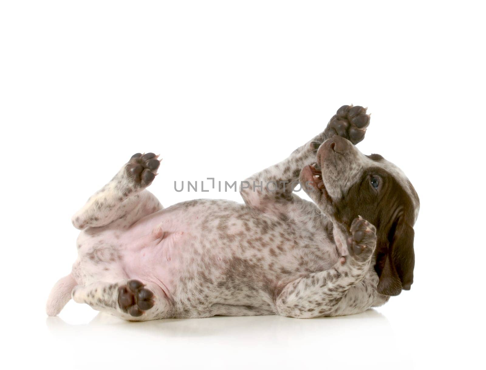 playful puppy - german short haired pointer puppy laying on back isolated on white background - 5 weeks old