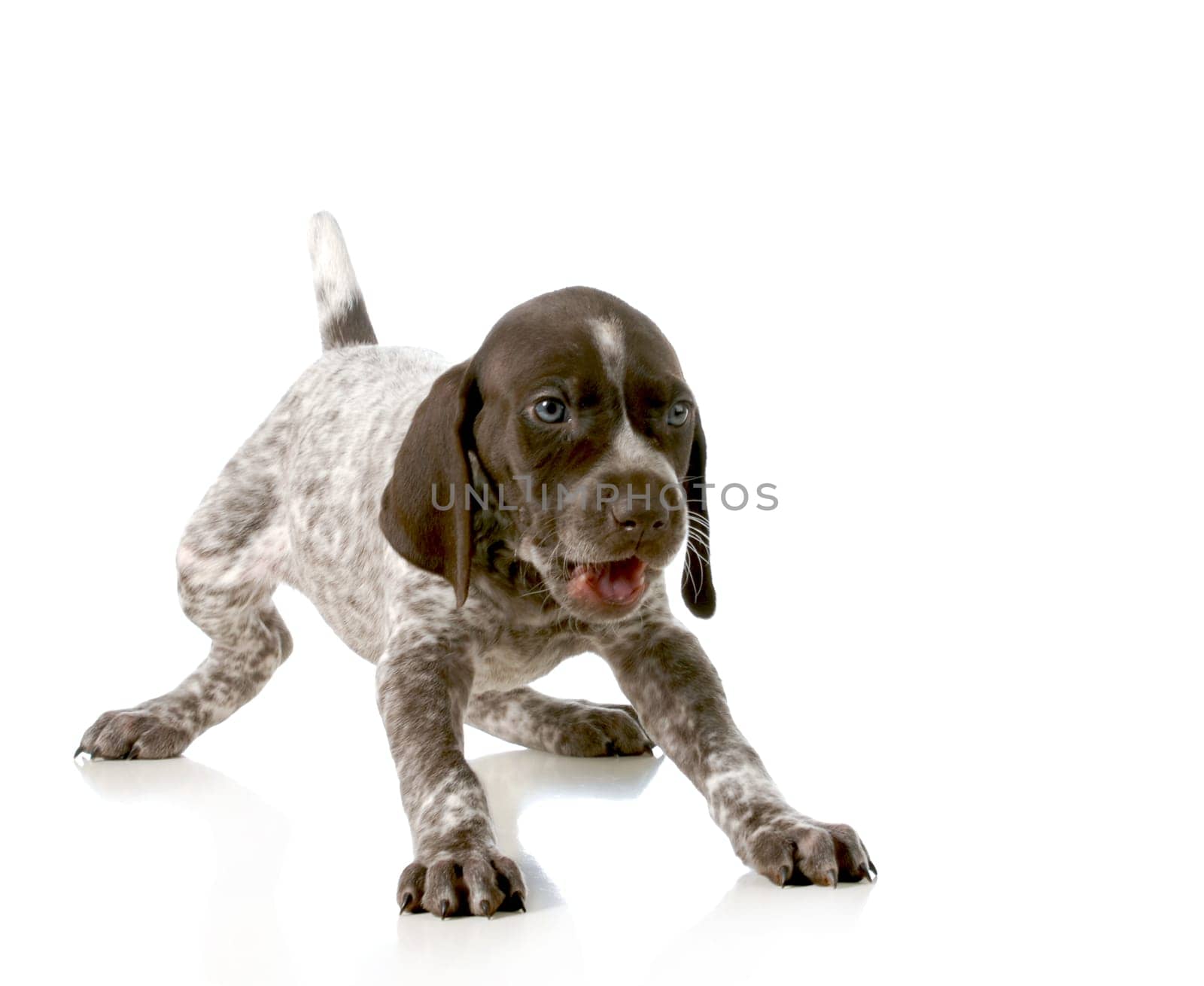 playful puppy - german short haired pointer puppy isolated on white background - 5 weeks old