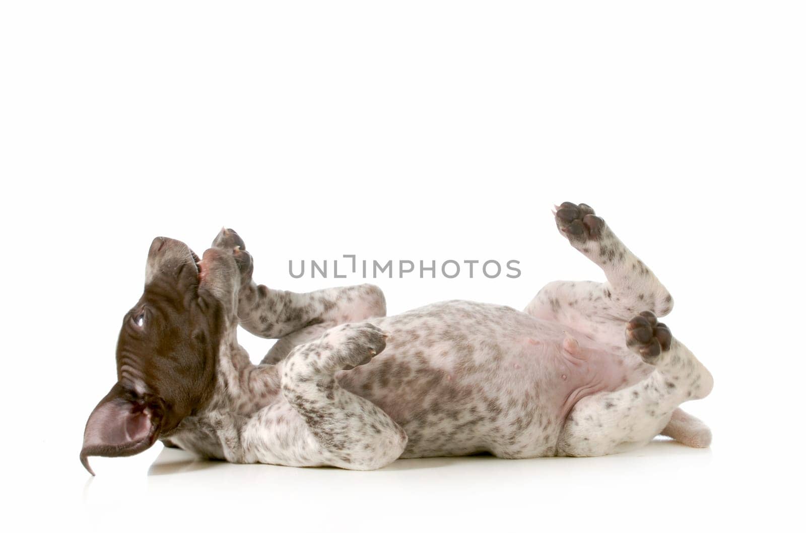 playful puppy - german short haired pointer puppy laying on back isolated on white background - 5 weeks old