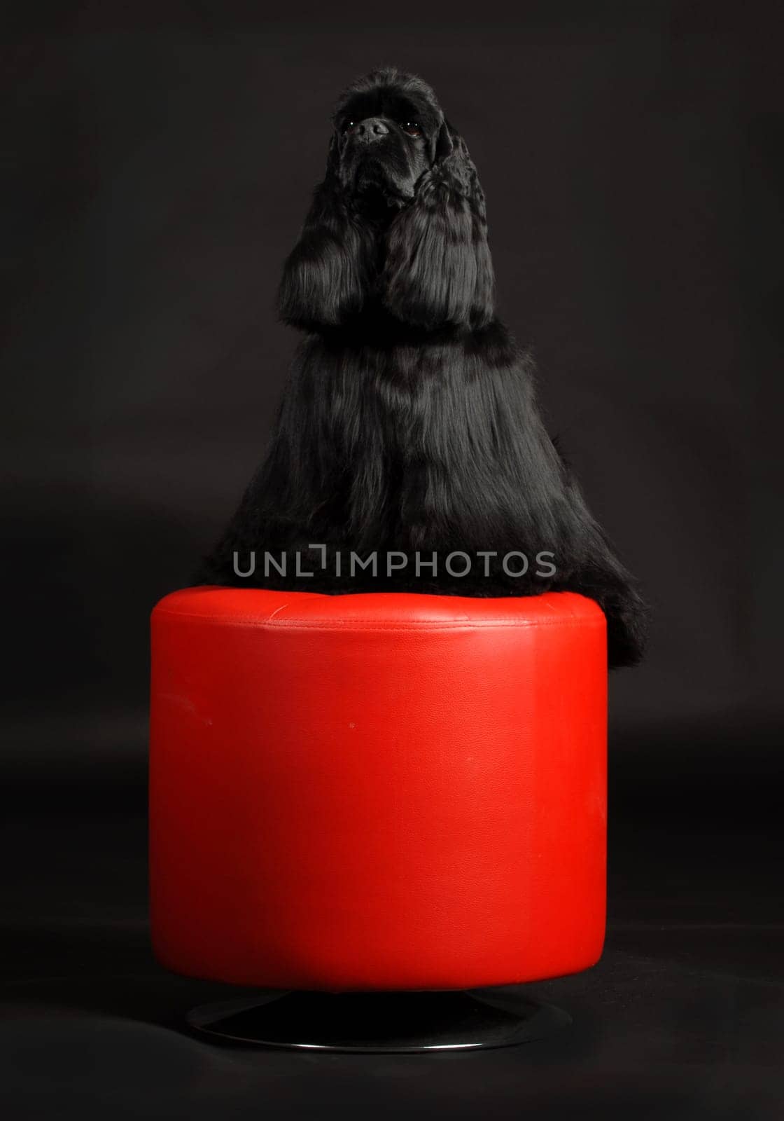 american cocker spaniel sitting on red stool on black background