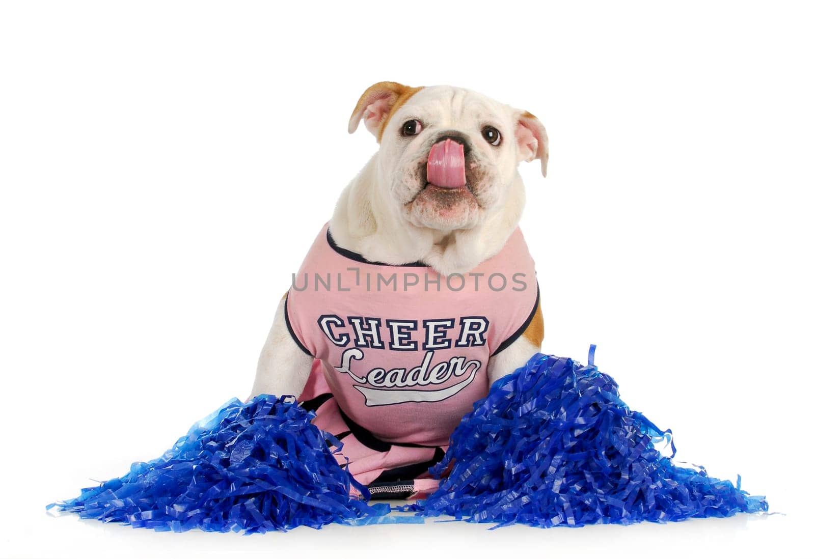 cheerleader - english bulldog dressed up like a cheerleader on white background