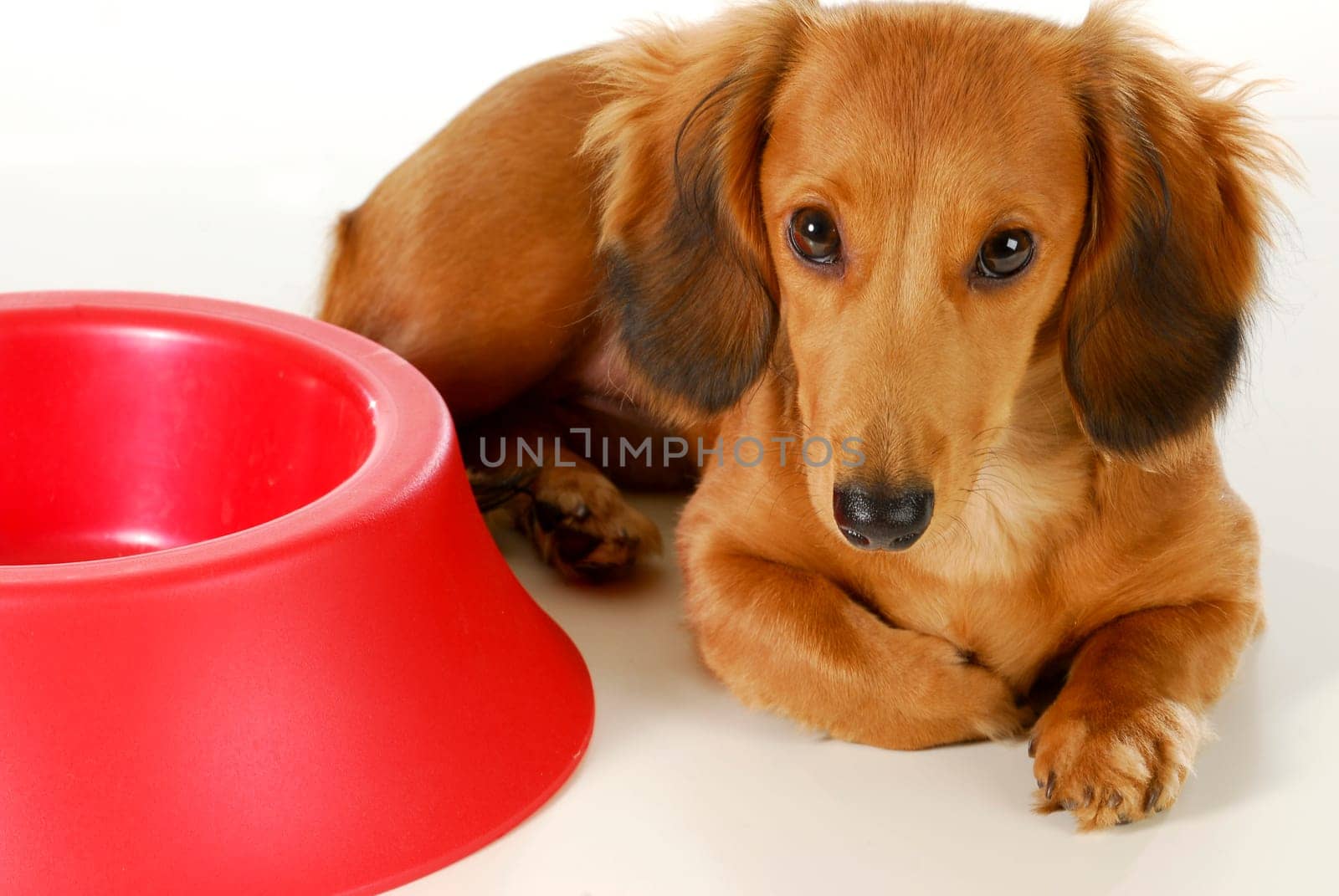 dog waiting to be fed - long haired miniature dachshund sleeping beside empty dog food dish isolated on white background