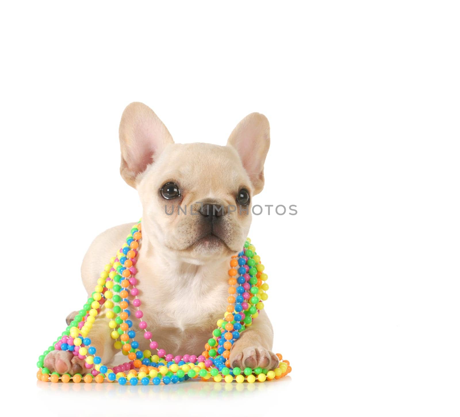 cute puppy - french bulldog puppy female with colorful beads around neck isolated on white