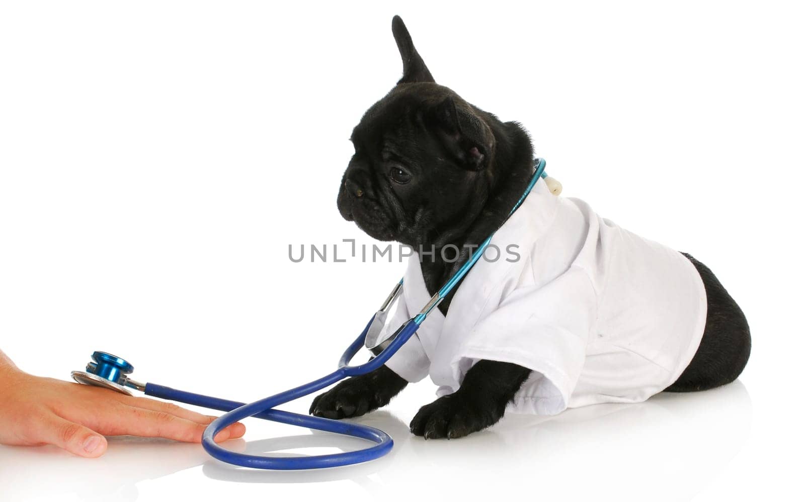 veterinary care - french bulldog doctor taking care of human patient on white background