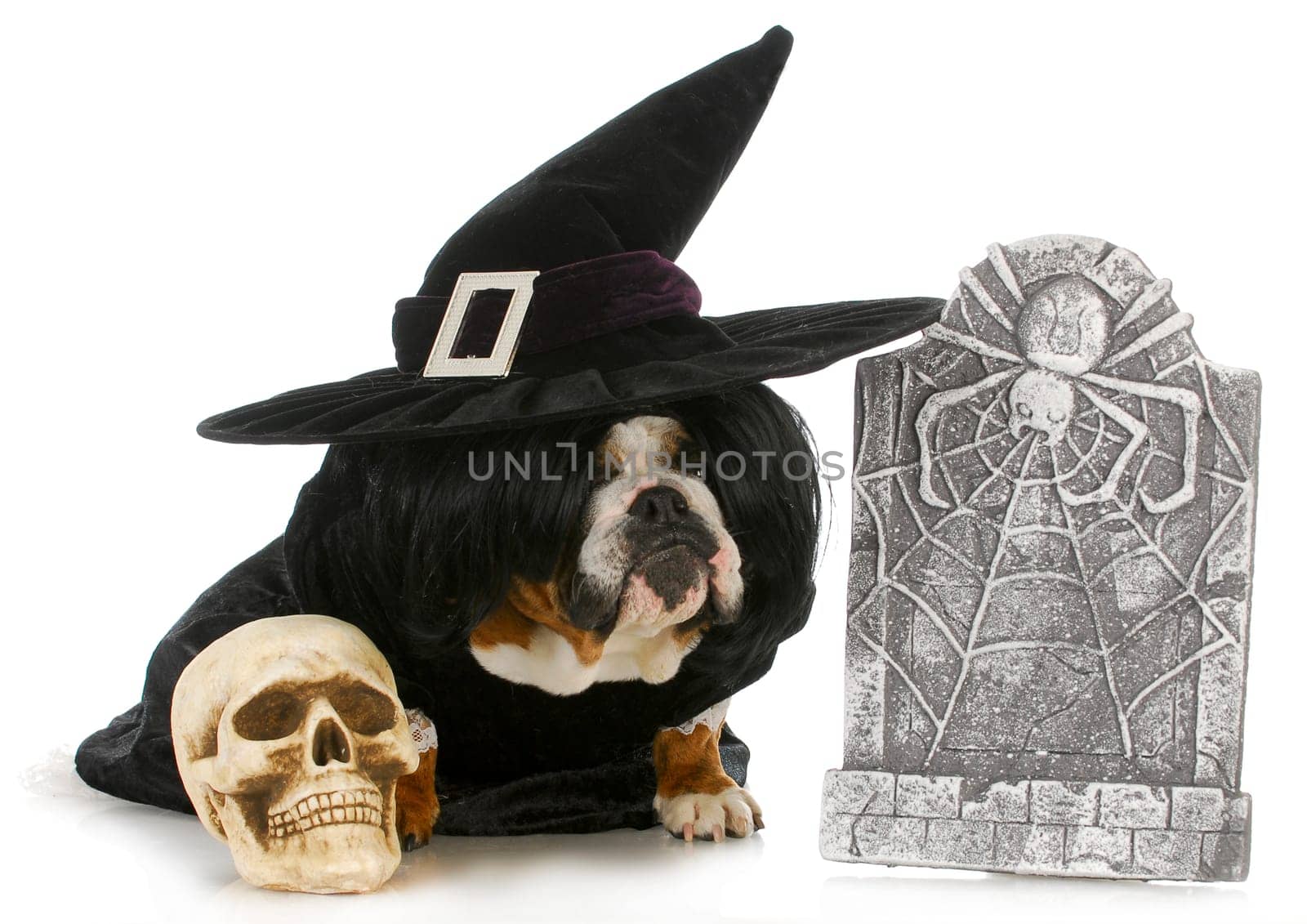halloween dog - english bulldog dressed up like a witch sitting beside skull and gravestone isolated on white background