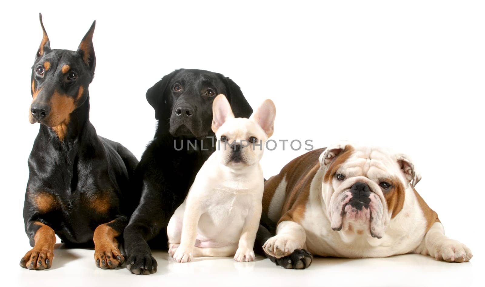 four different breeds of dogs laying together isolated on white background