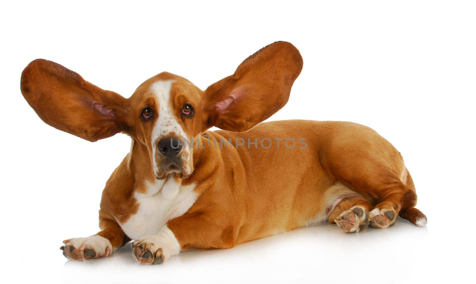 dog listening - basset hound with ears up listening