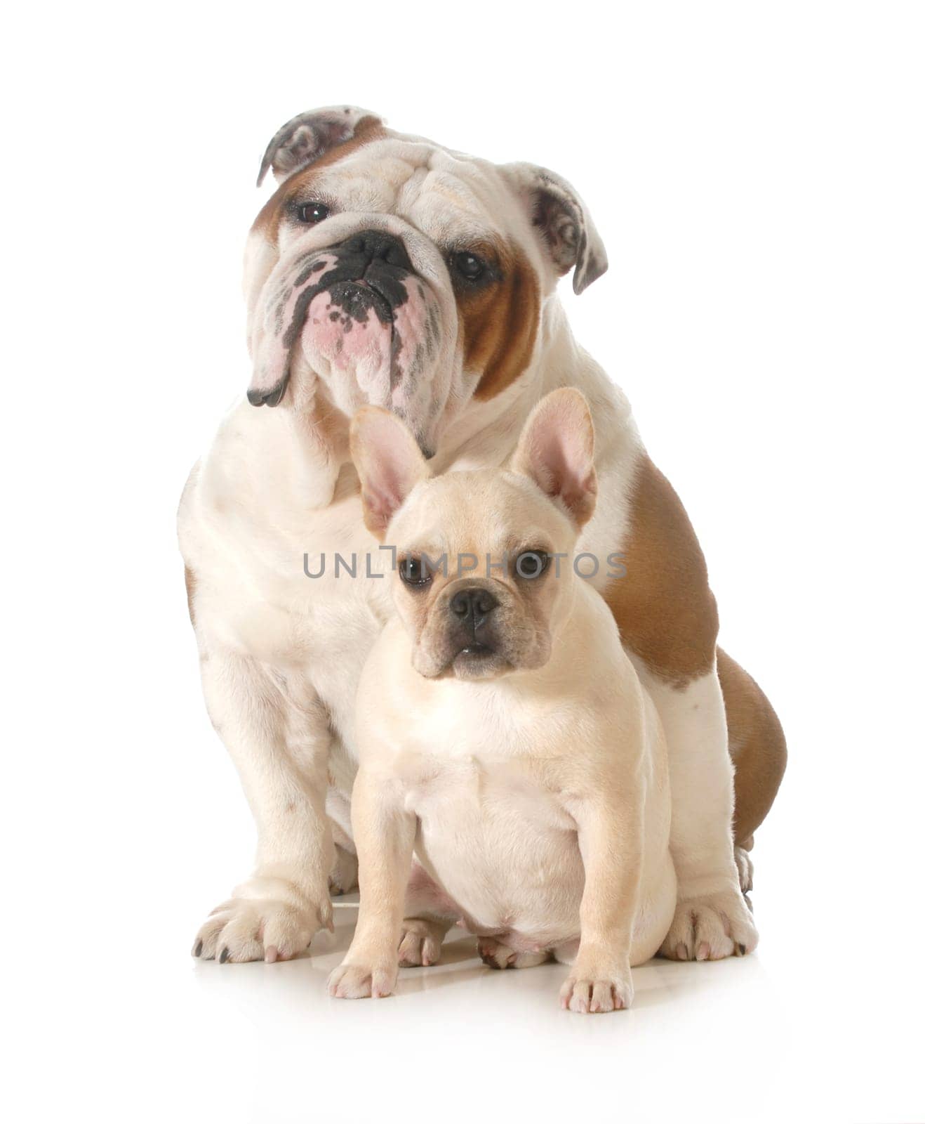 french and english bulldogs sitting looking at viewer isolated on white background