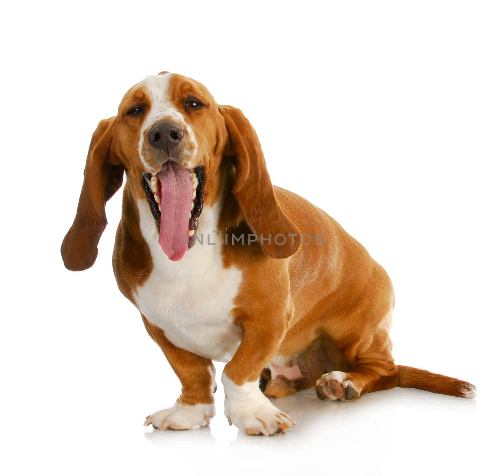 basset hound yawning sitting isolated on white background