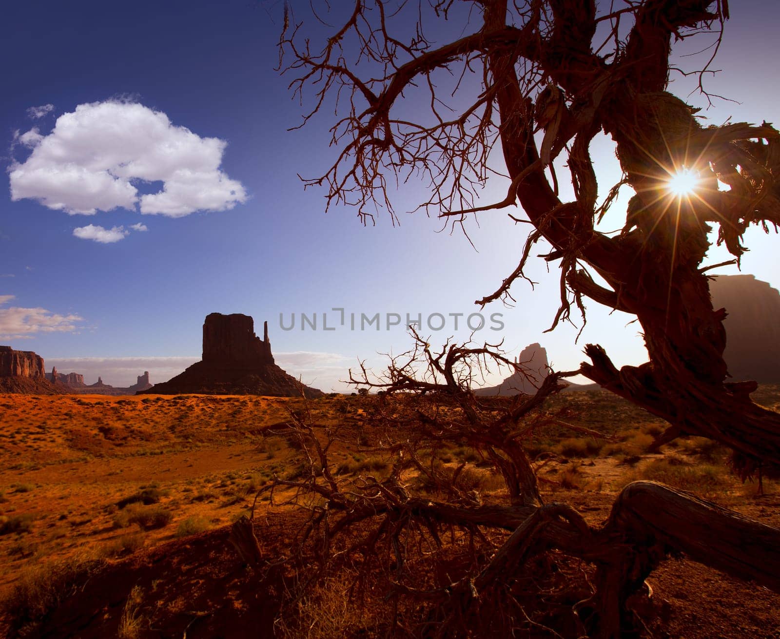 Monument West Mitten Butte in morning from dired tree branches Utah