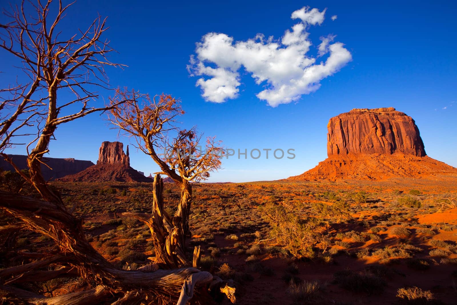 Monument Valley West Mitten and Merrick Butte with dried branches Utah