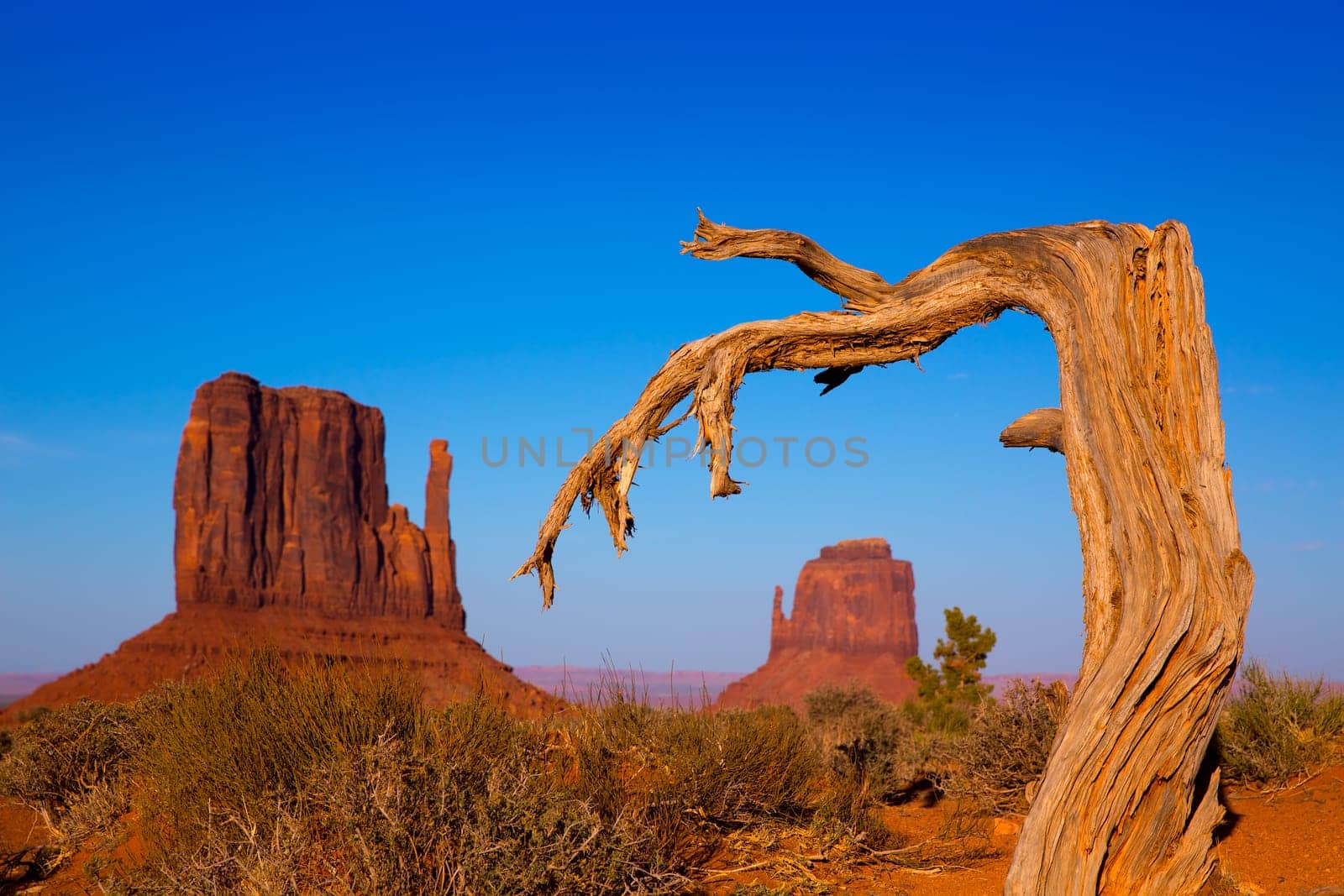 Monument Valley West and East Mittens Butte with dried branch Utah