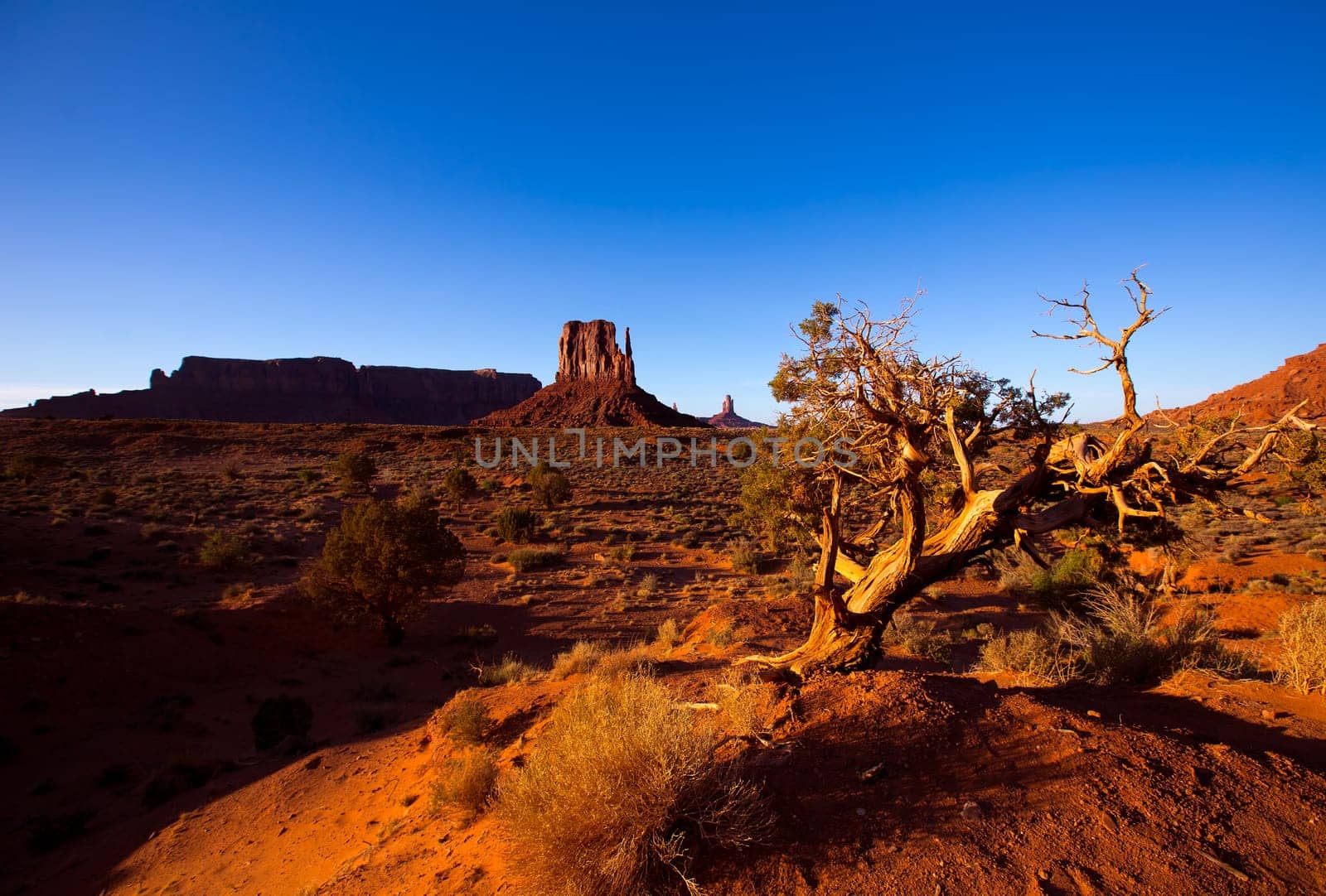 Monument Valley West Mitten Butte with dried branches Utah