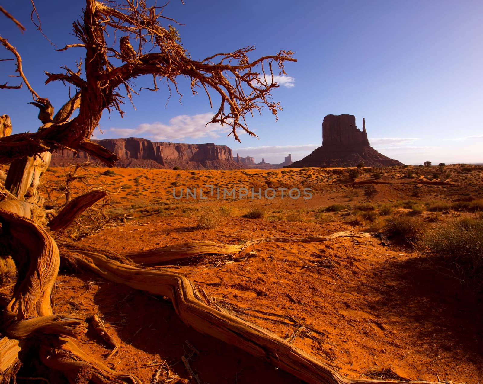 Monument West Mitten Butte in morning from dired tree branches Utah