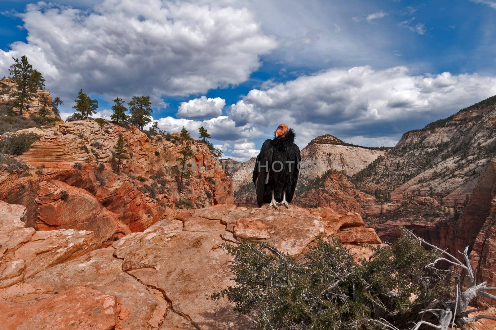 California Condor in Zion NP