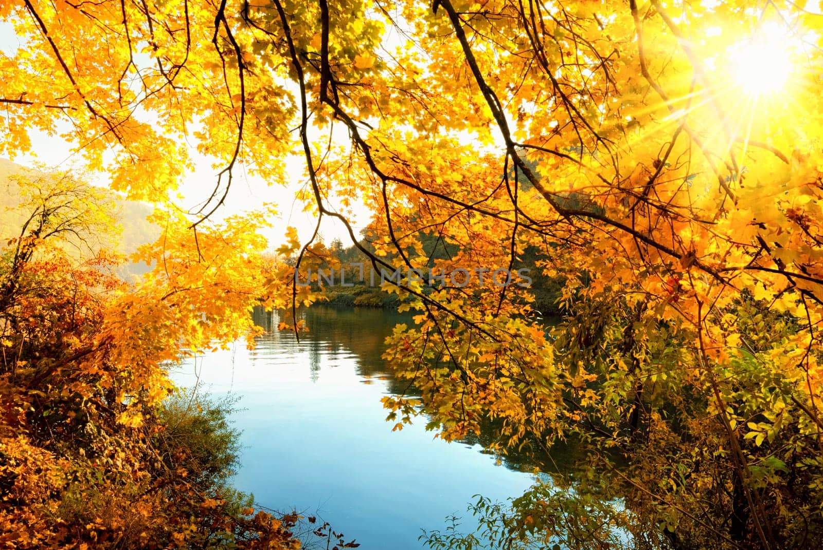 The golden sun of autumn shines through the trees on a riverbank