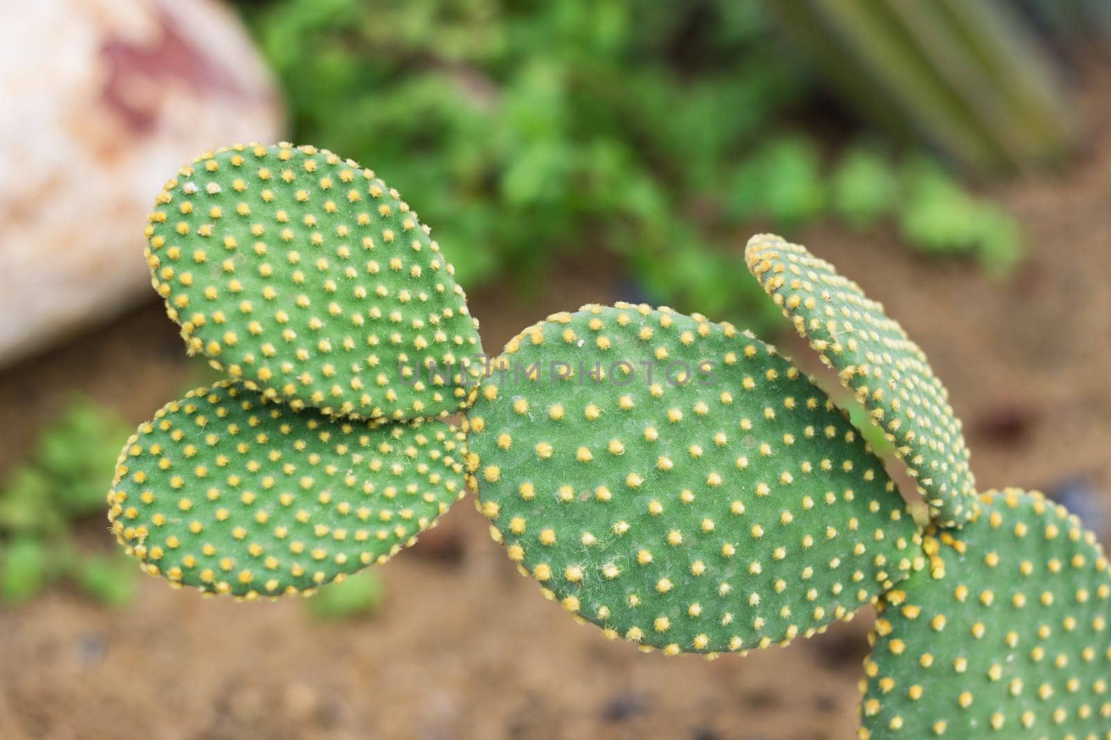 opuntia cactus