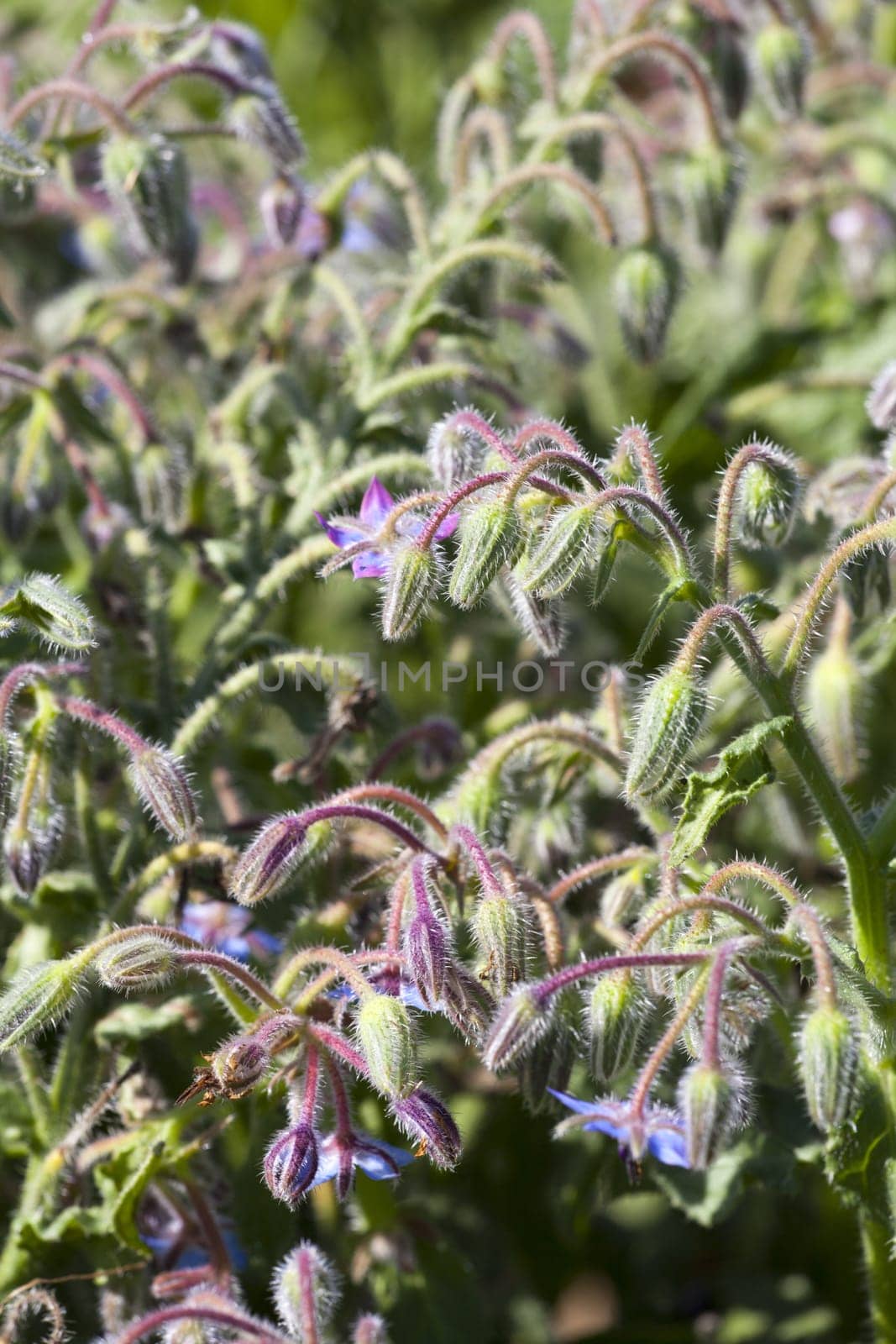 Borage (Borago officinalis) in the herb garden