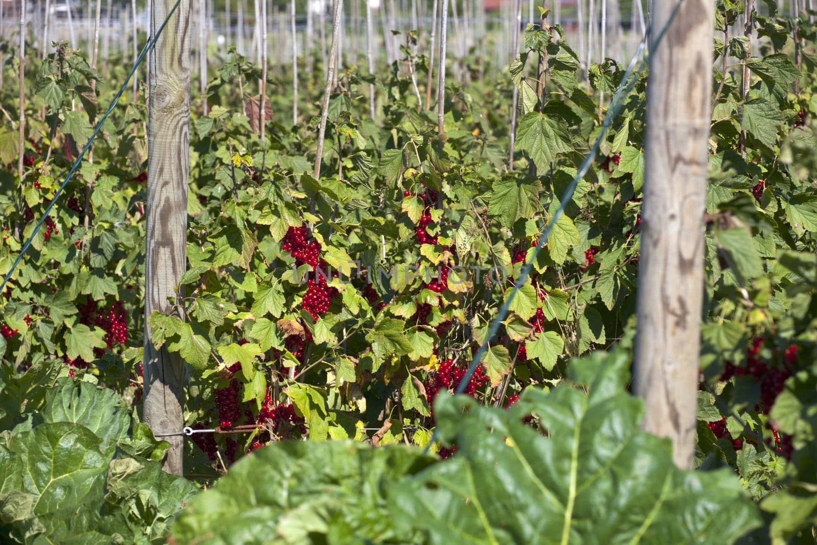 Many currant bushes in the orchard garden
