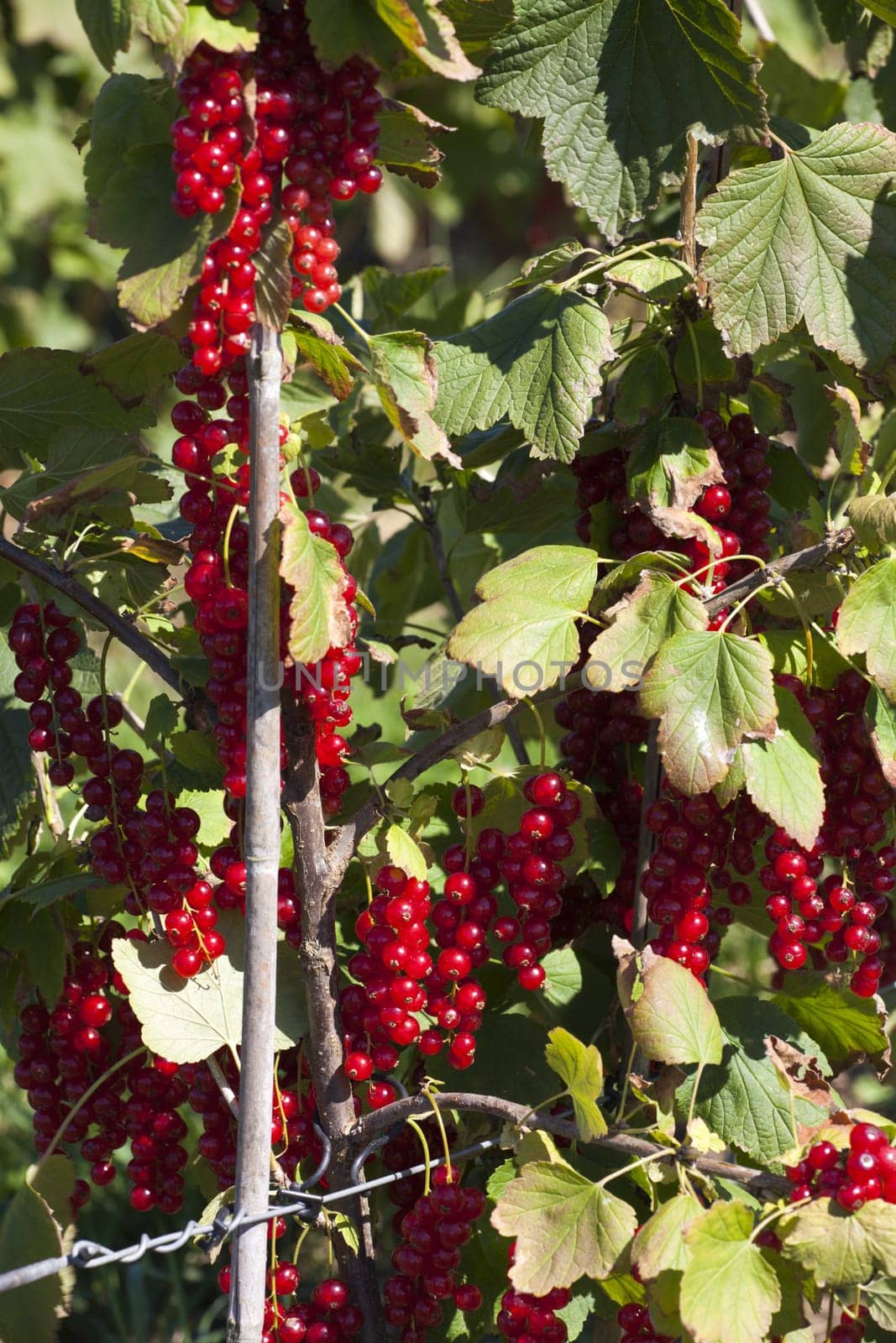 Numerous red ripe currants in the garden