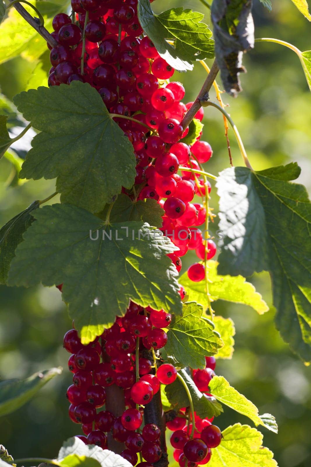 Blackcurrant bush with ripe fruits in backlight