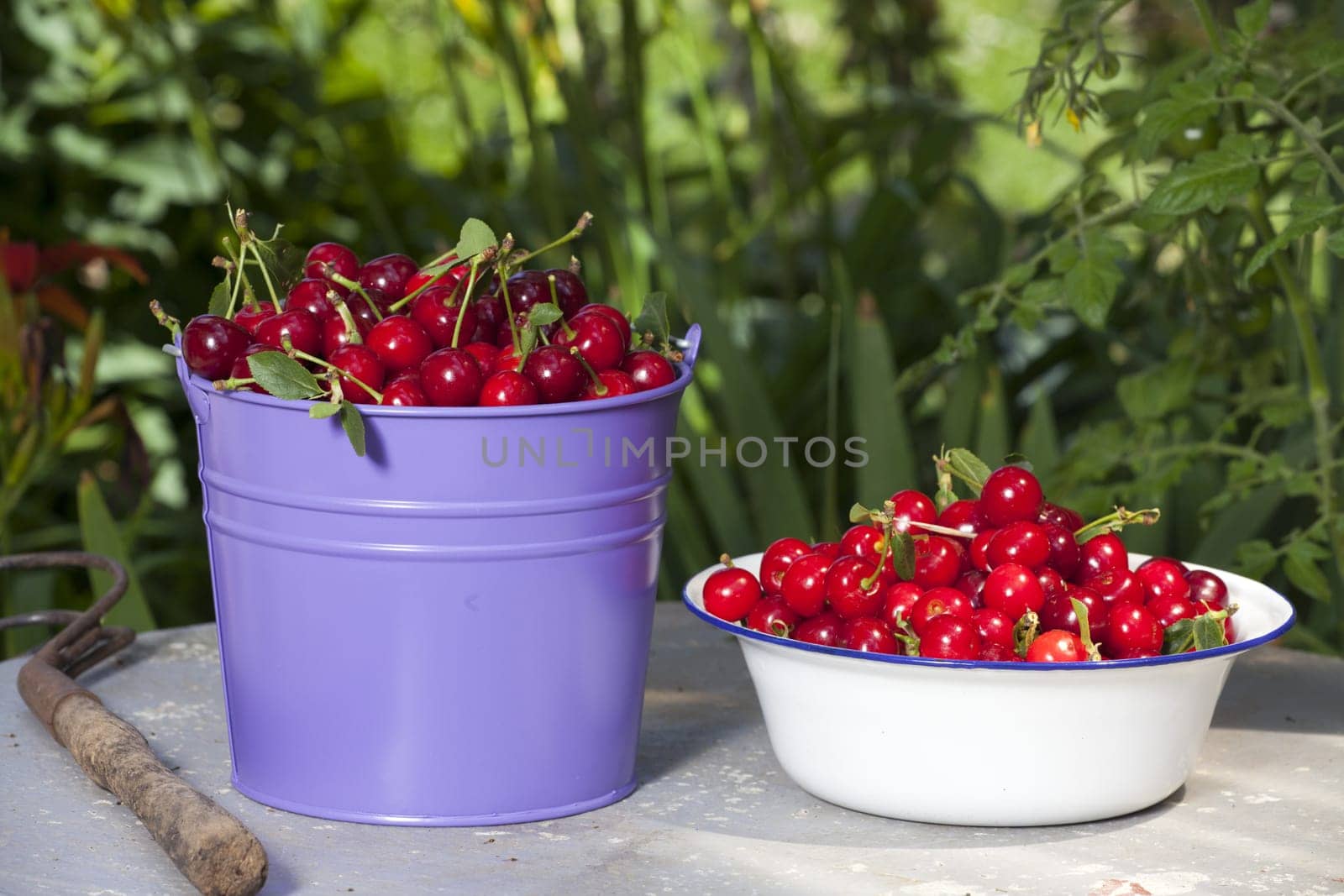 Freshly picked cherries in a bucket and a bowl