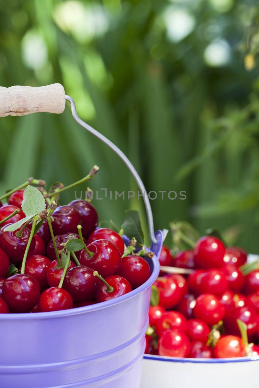 Freshly picked cherries in a bucket and a bowl