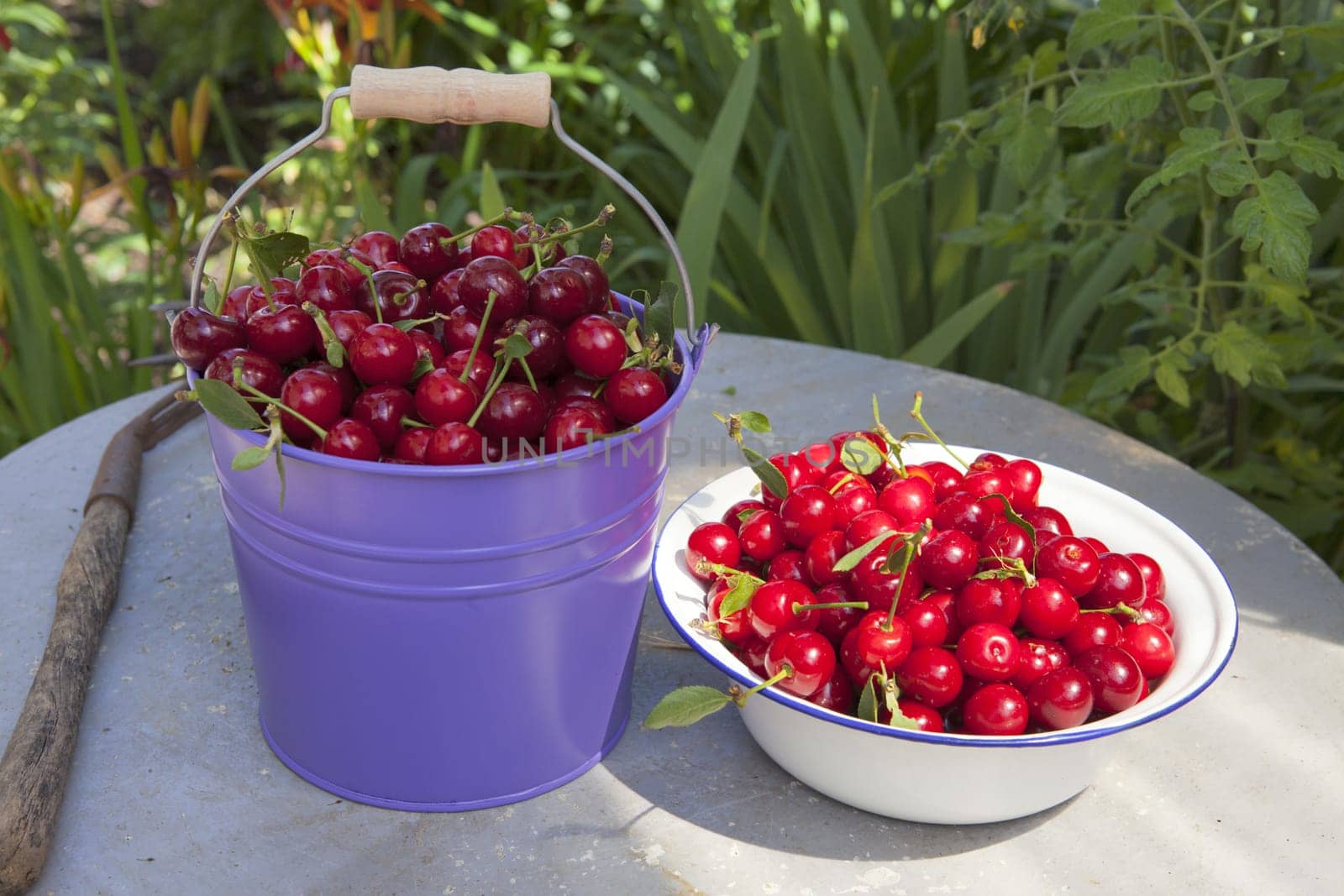 Freshly picked cherries in a bucket and a bowl