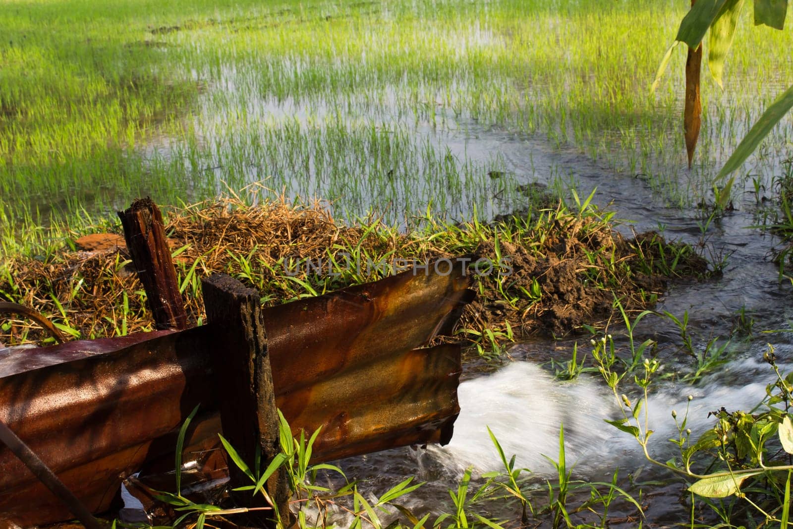 Pumping water into rice fields. Paddy Field in thailand