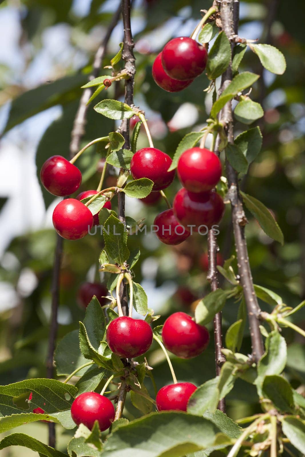 Ripe cherries on a cherry tree in the garden