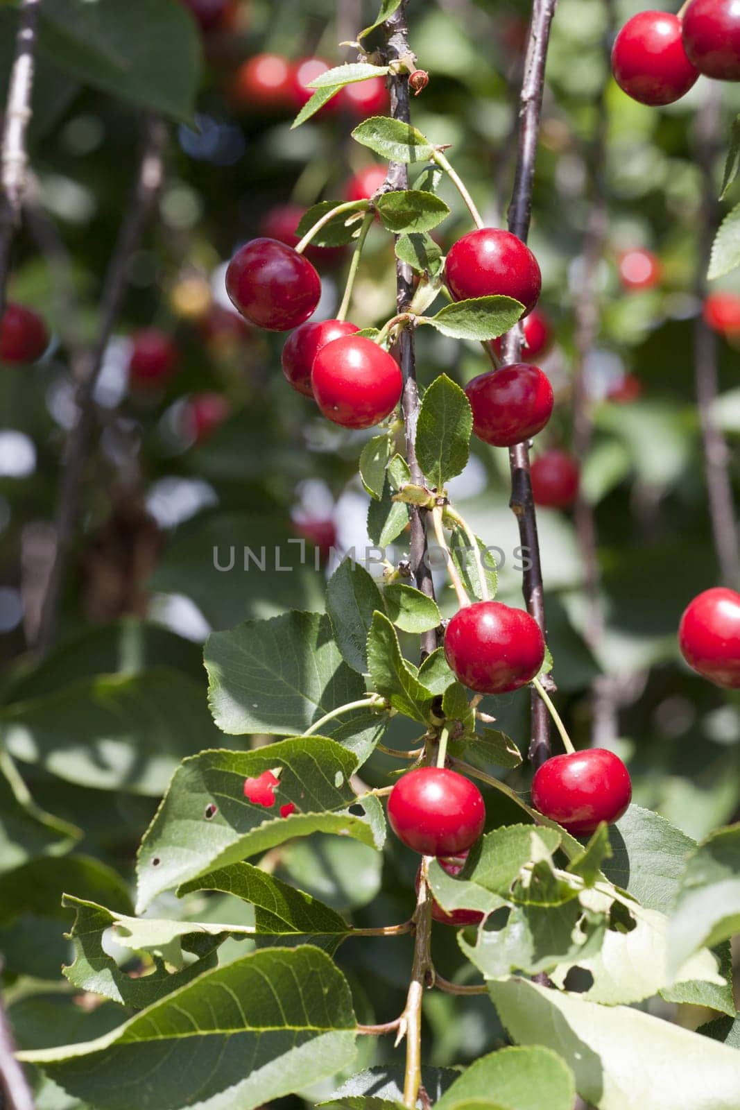 Ripe cherries on a cherry tree in the garden