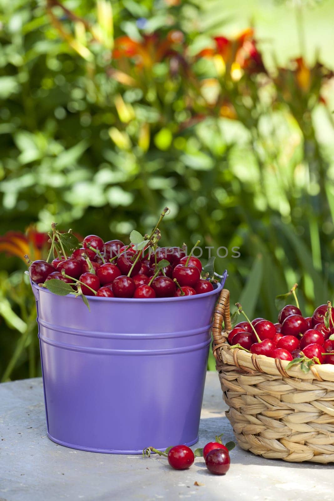 Freshly picked cherries in a bucket and a basket