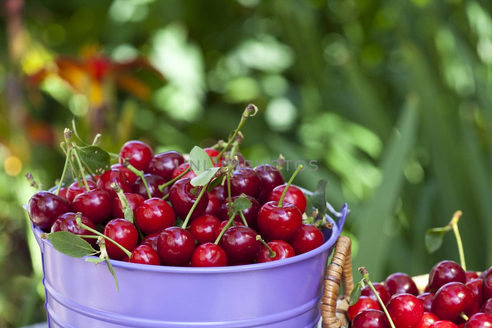 View of a tin bucket filled with cherries