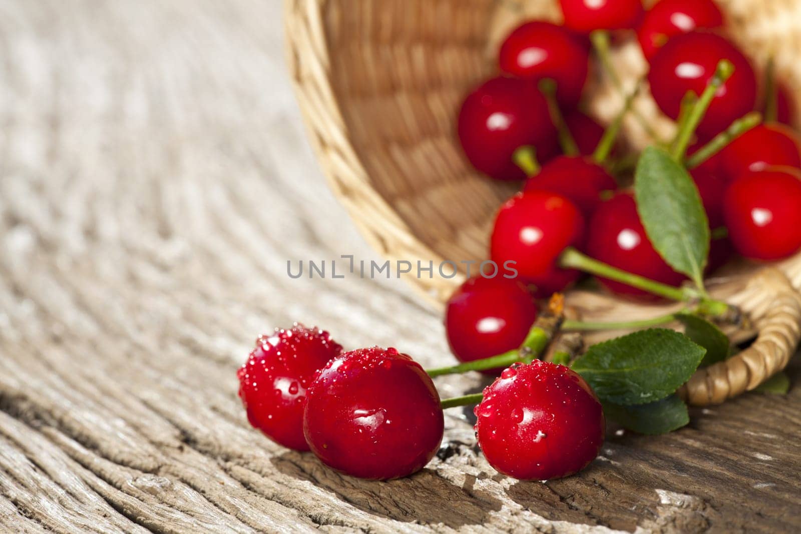 Fresh cherries have fallen out of a basket