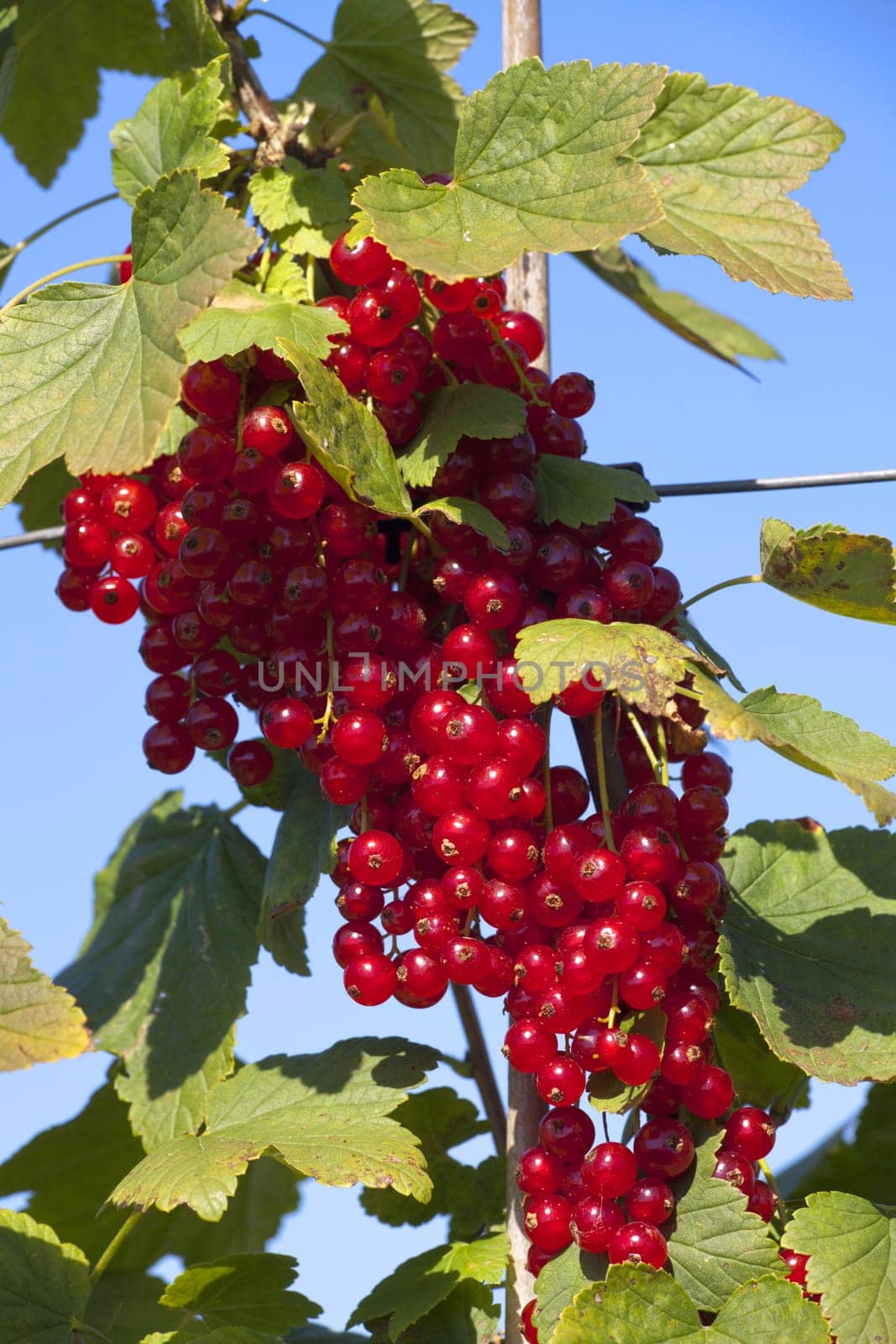 Panicle with red ripe currants in summer
