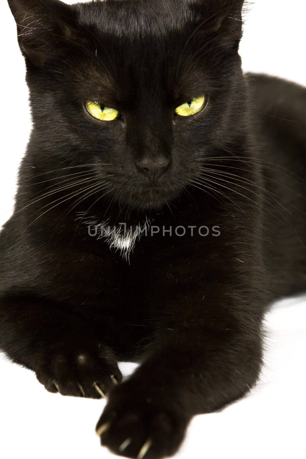 Black cat with yellow-green eyes,focus on the eyes