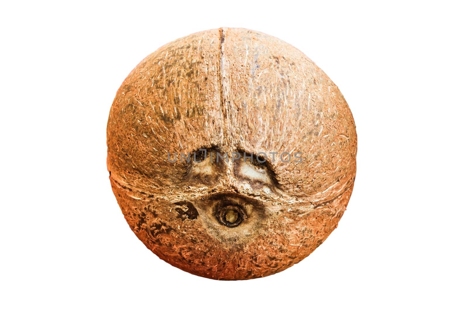 coconut fruits Eye is two round depressions are found on one end of.the coconut fruit. Look like the eyes and nose.