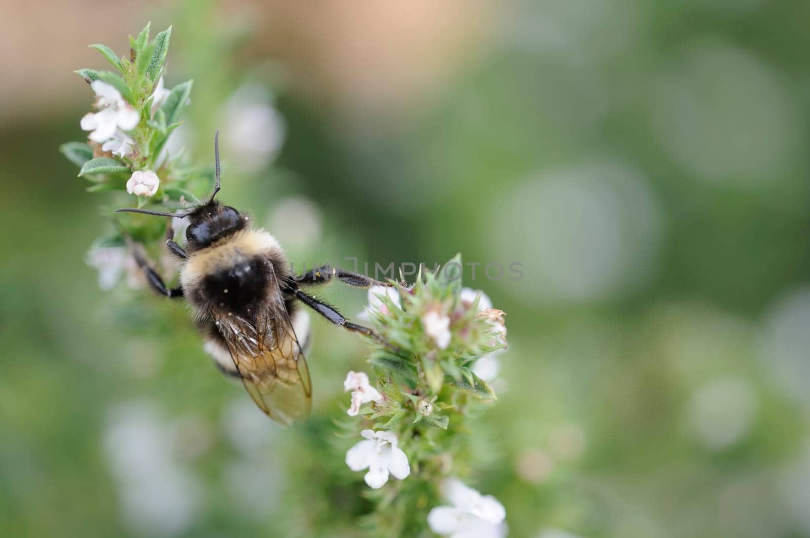 Bumblebee on savory