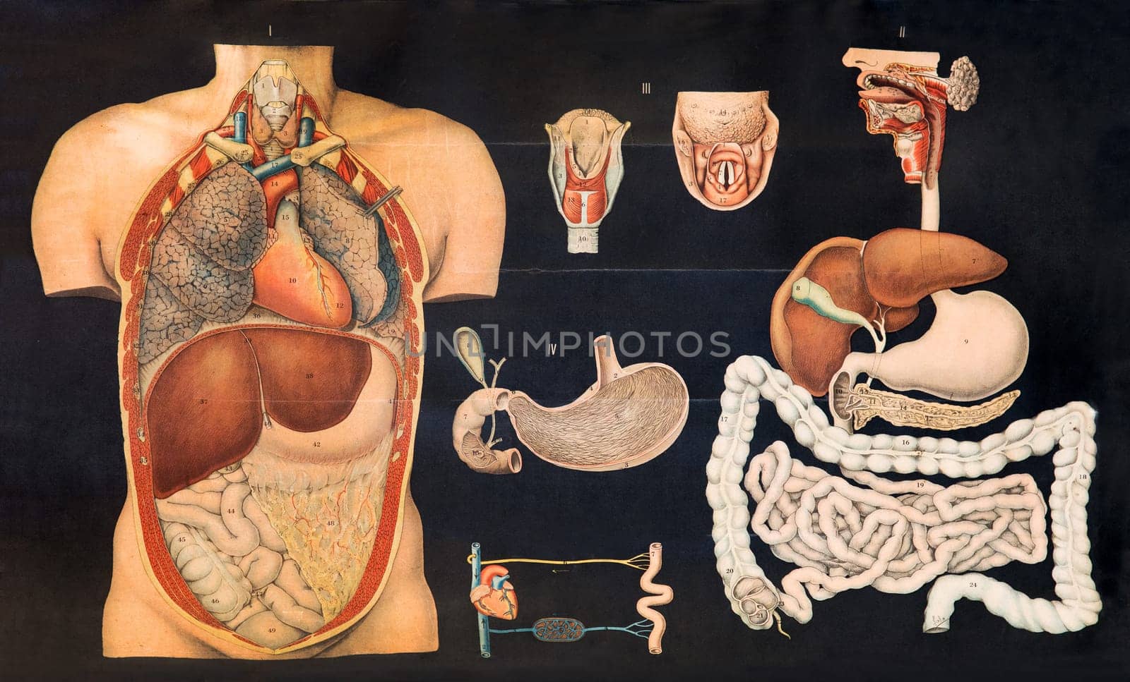 Old vintage chart of internal human anatomy showing the organs of the stomach and digestive system in situ in the body and individually